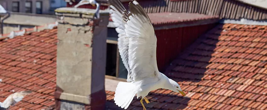 Residential Chimney Animal Removal Solution in South Bradenton, FL